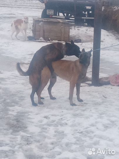Кобель бельгийская овчарка на вязку