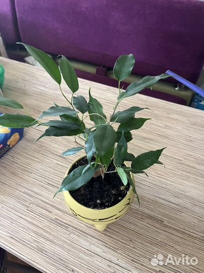 Фикус бенджамина