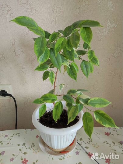 Фикус бенджамина