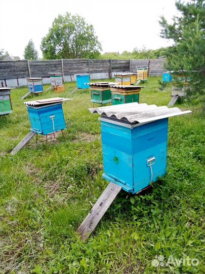 Пчелы, улья