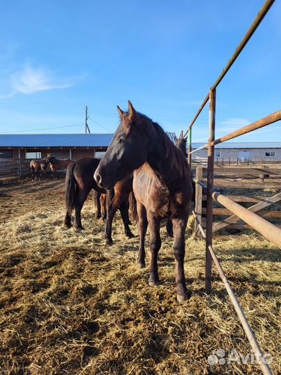 Продажа лошадей