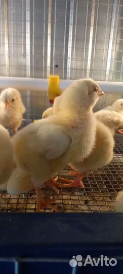 Цыплята бройлеры кобб 500