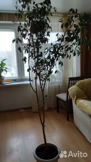 Фикус бенджамина