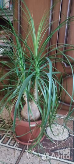 Нолина (бокарнея)