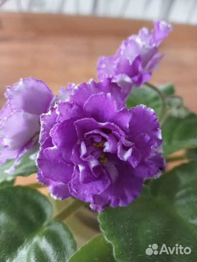 Фиалка ав-Махровая петуния