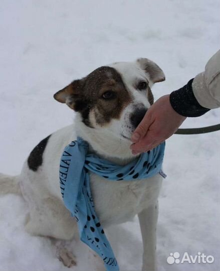 Собака в добрые руки