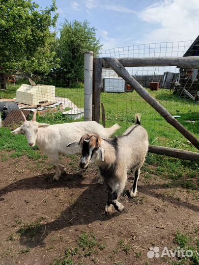 Козочки молодые