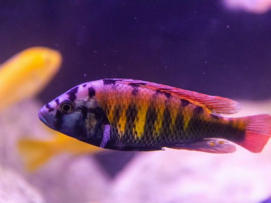 Цихлида Хаплохромис Найерери (Haplochromis nyerer