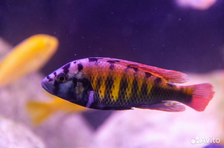 Цихлида Хаплохромис Найерери (Haplochromis nyerer