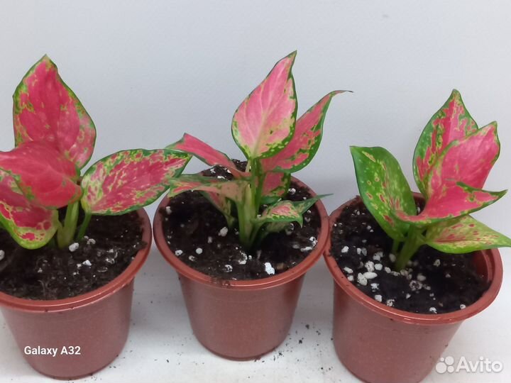 Аглаонема блек пион тай