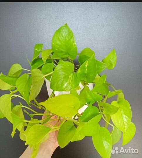 Сциндапсусы и эпипремнумы