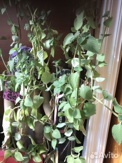 Плектрантус Войлочный (домашняя мята)