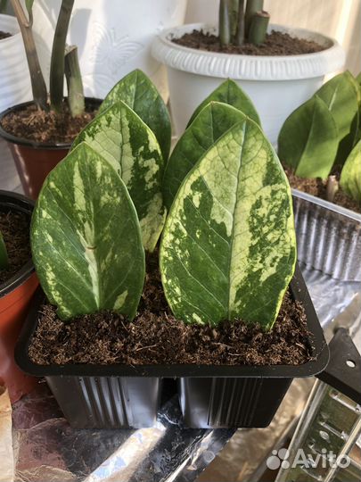 Замиокулькас white milk