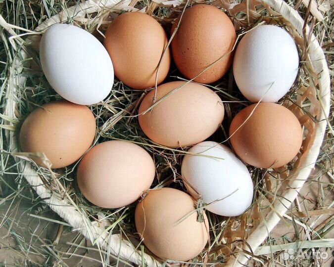 Куры-несушки