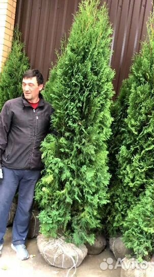 Туя Смарагд 2м