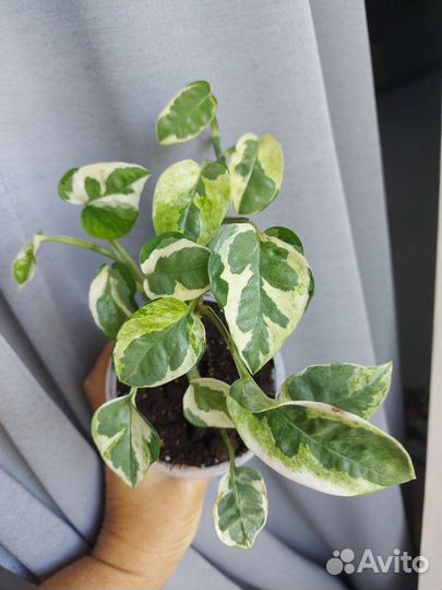 Эпипремнум Сциндапсус