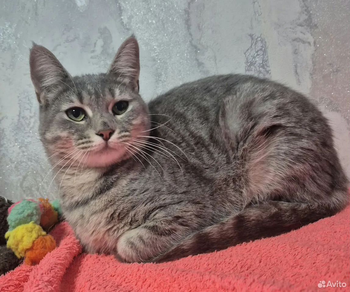 Котёнок в добрые руки, Краснодар