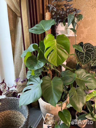 Взрослая монстера в керамическом горшке