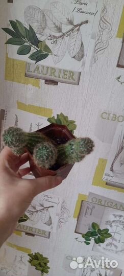 Кактус
