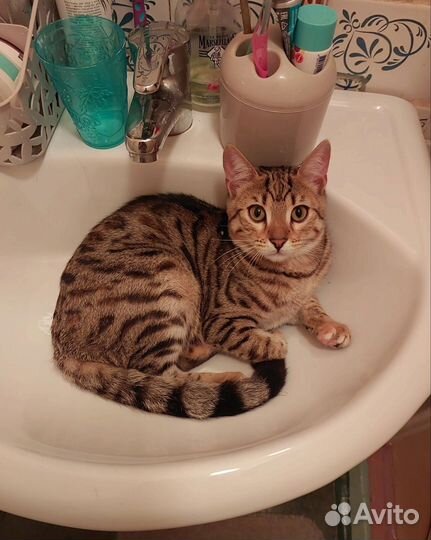 Бенгальская кошка
