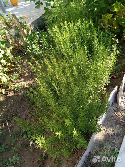 Цветущие кустарники