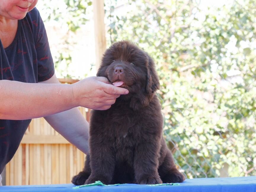 Коричневые щенки ньюфаундленда