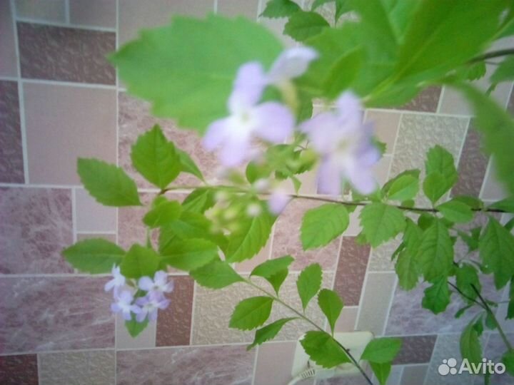 Небесный цветок или комнатная сирень, или дуранта