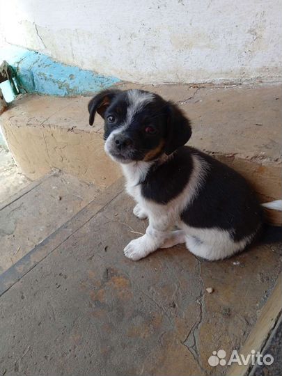 Собака в добрые руки щенок