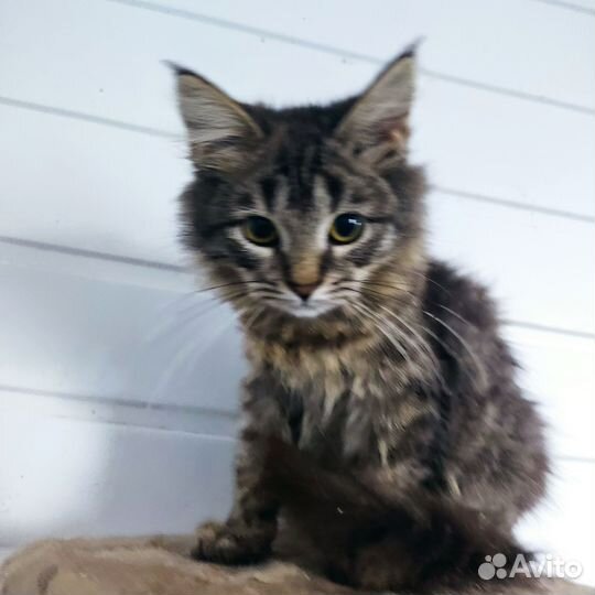 Котята с приюта