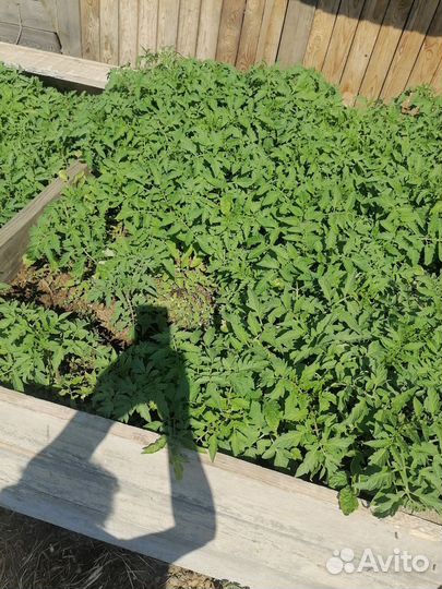 Папаротник