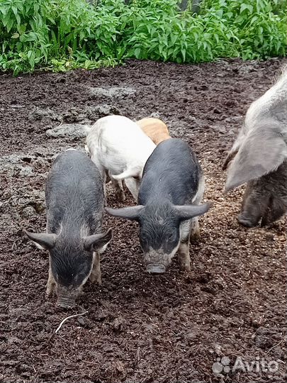 Поросята венгерской мангалицы