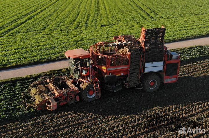 Уборка сахарной свеклы