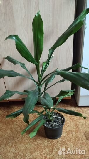 Фикусы и разные комнатные