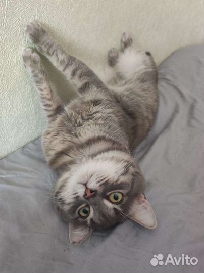 Котик в добрые руки