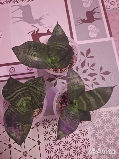 Сансевиерия детка