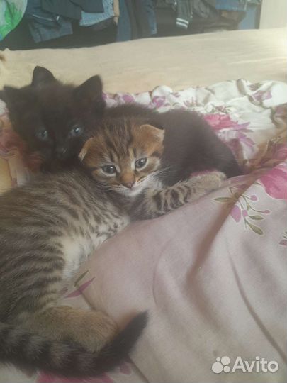 Котята вислоухой кошечки