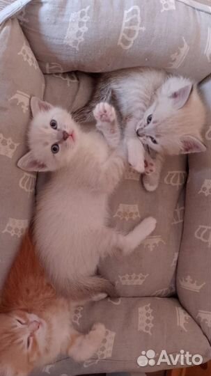 Котята в добрые руки