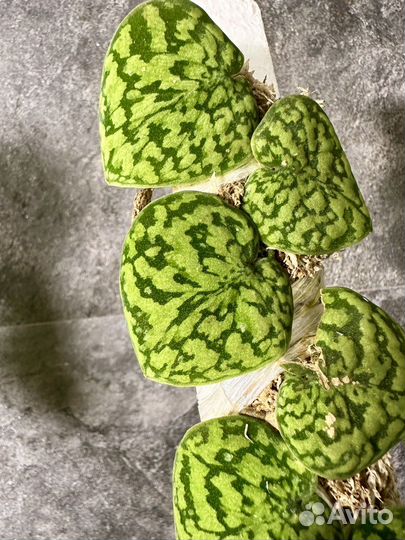 Сциндапсус snake scale yellow