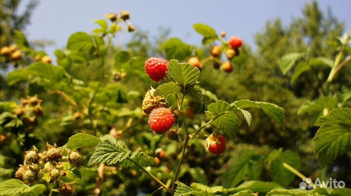 Фотокартины - Природа (Photo pictures - Nature)