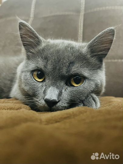 Британский кот