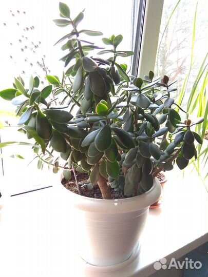 Цветок Толстянка (Денежное дерево)