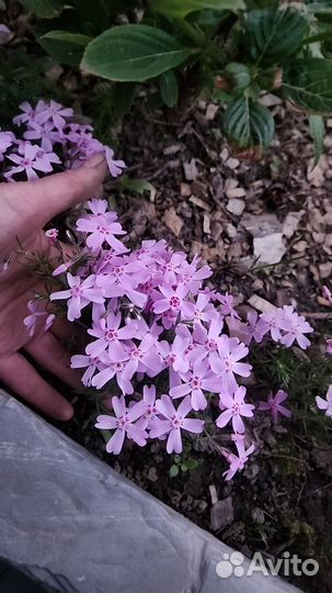 Почвопокровные многолетники для сада