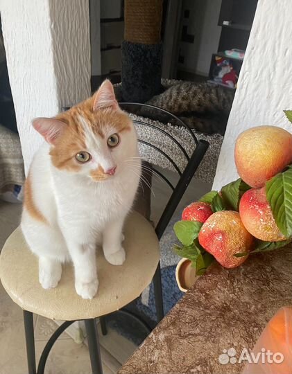 Котик Степашка