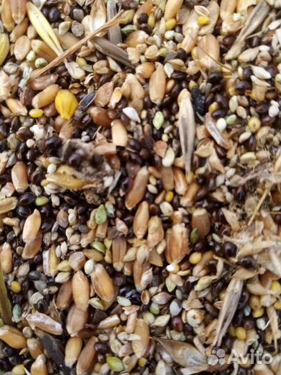 Ячмень, Рапс35 протеина, Зерно смесь