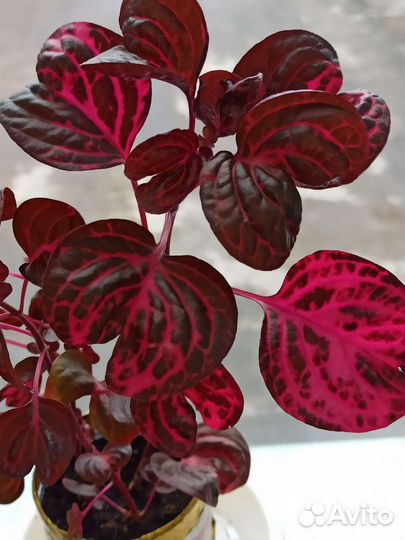 Комнатные цветы, фикусы, традесканции, юкка