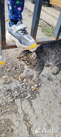 Котенок кот в добрые руки