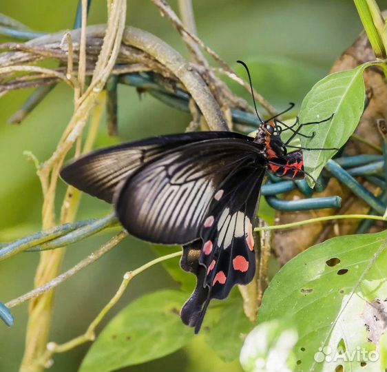 Бабочки в рамке Пахлиопта Антисса