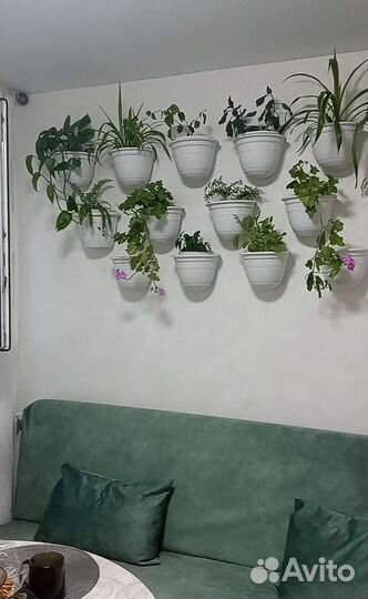 Продам цветы комнатные