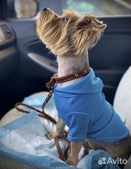 Йоркширский терьер вязка