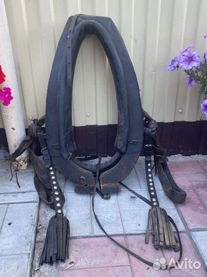 Сбруя для лошади